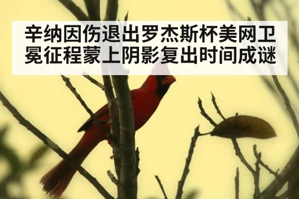 辛纳因伤退出罗杰斯杯美网卫冕征程蒙上阴影复出时间成谜