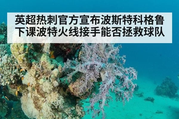 英超热刺官方宣布波斯特科格鲁下课波特火线接手能否拯救球队